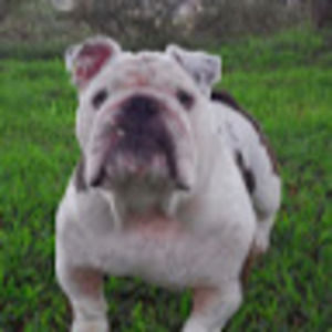 Meet your Posher, Arnie